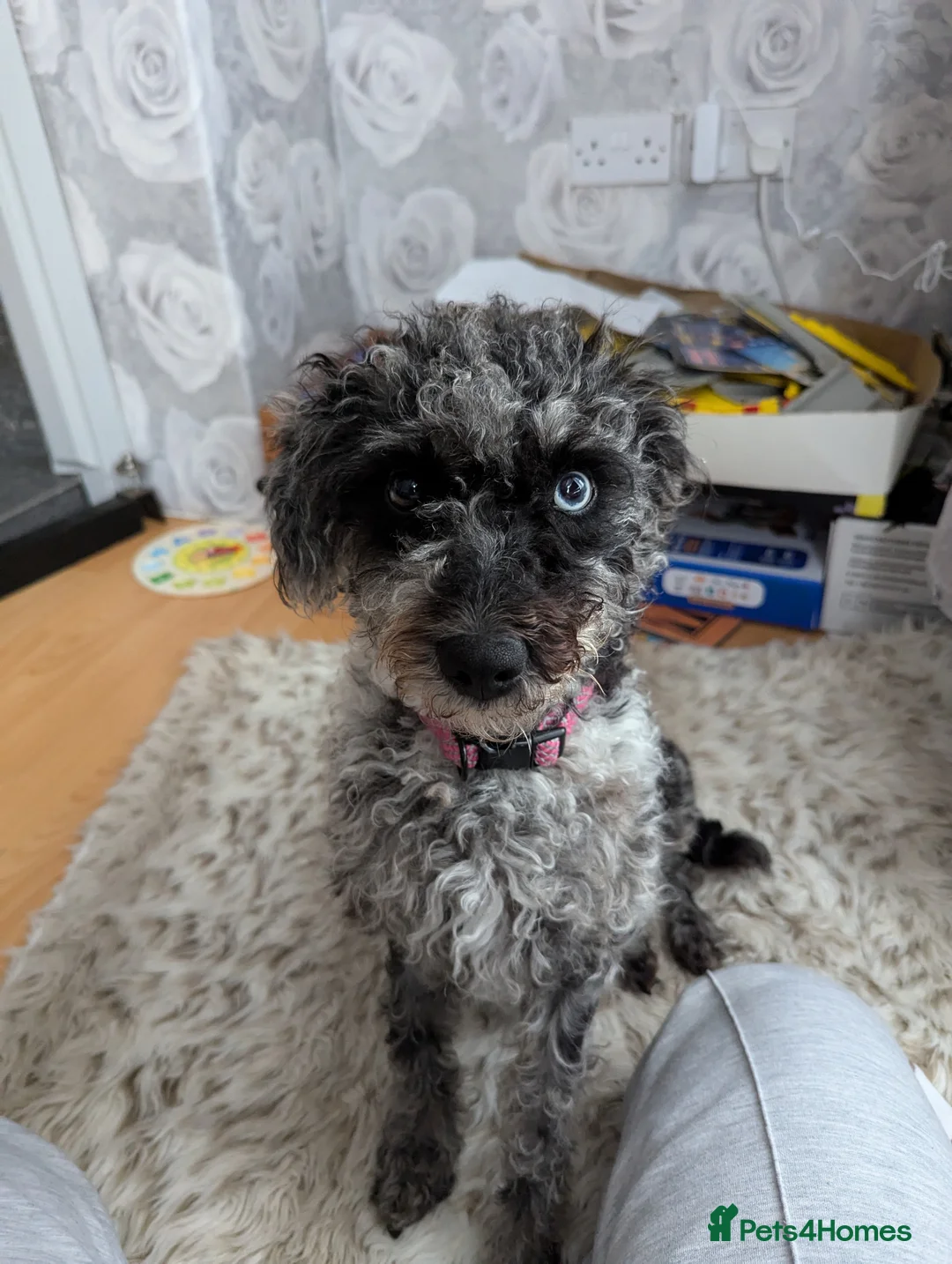 Mixed Breed dogs for sale: Lakdoodle/Malchi puppies  - Advert 18