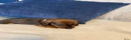 Miniature Dachshund dogs for sale: Beautiful Miniature Dachshund Puppies - Advert 14