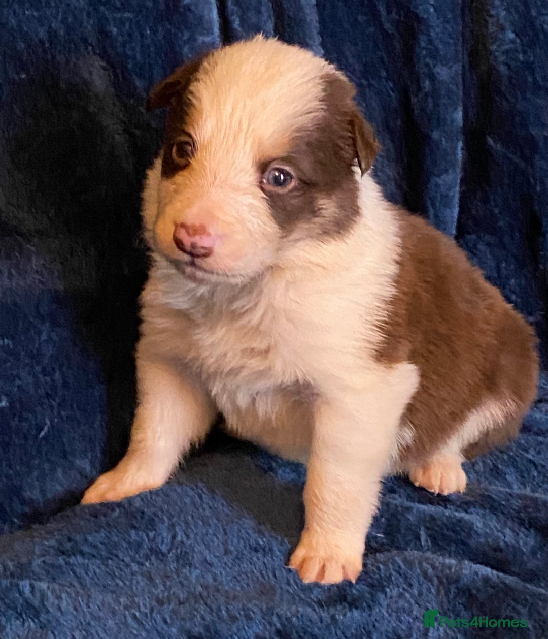 Border Collie dogs for sale: Quality Red, White & Gold Border Collie Pups - Advert 26
