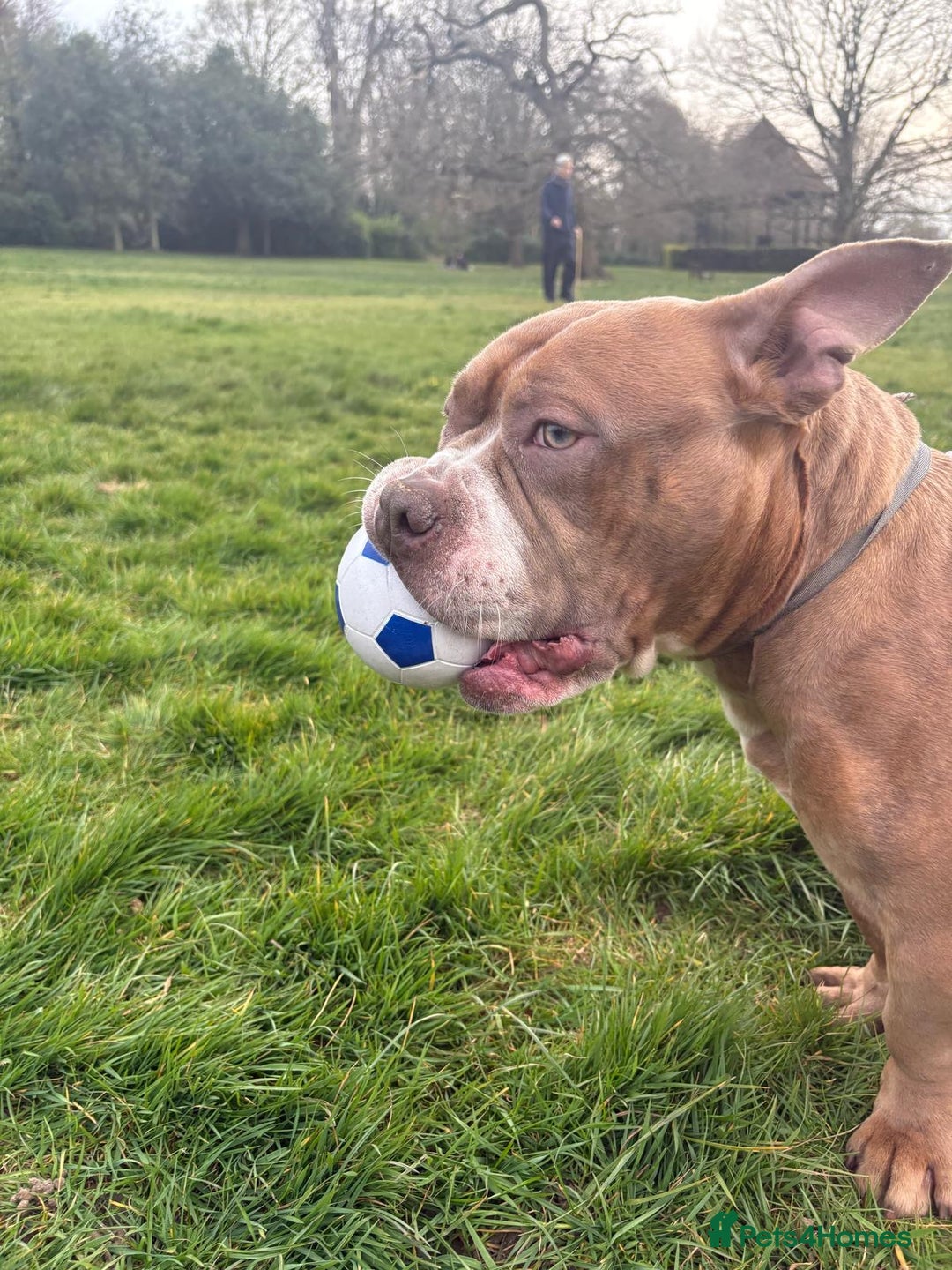 American Bully dogs for sale: American pocket bully - Image 2