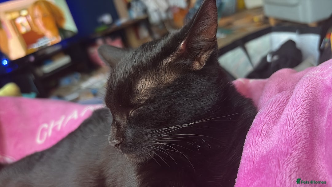 Mixed Breed cats for sale: Mixed breed black female kitten - Image 3