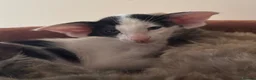 Oriental cats for sale: Pedigree GCCF Oriental Kittens  - Advert 29