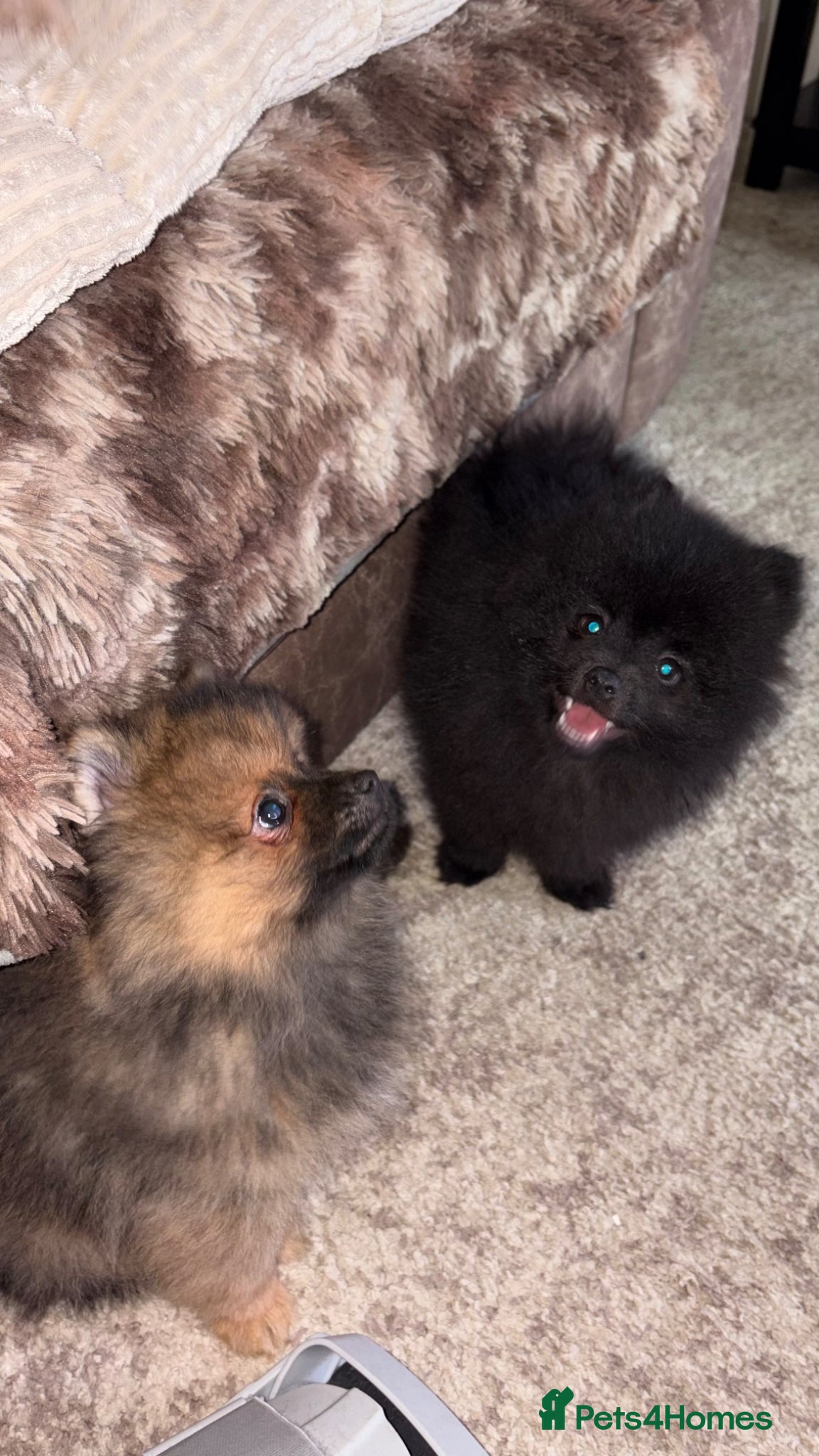Pomeranian dogs 2 stunning male Pomeranian ready for new homes now - Advert 1