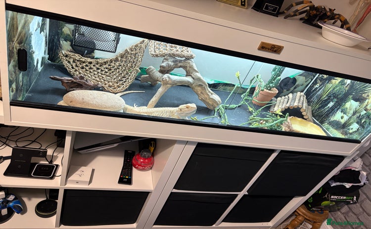 Bearded Dragon reptiles - Advert 3