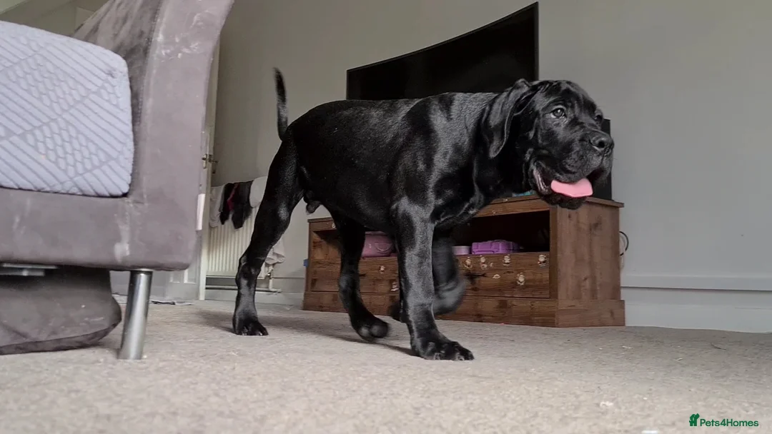 Cane Corso dogs for sale: Beautiful black male Cane Corso puppy - Advert 9