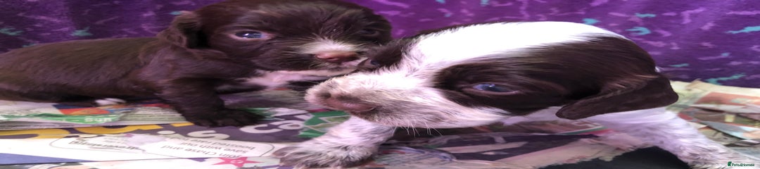 Cocker Spaniel Puppy 5
