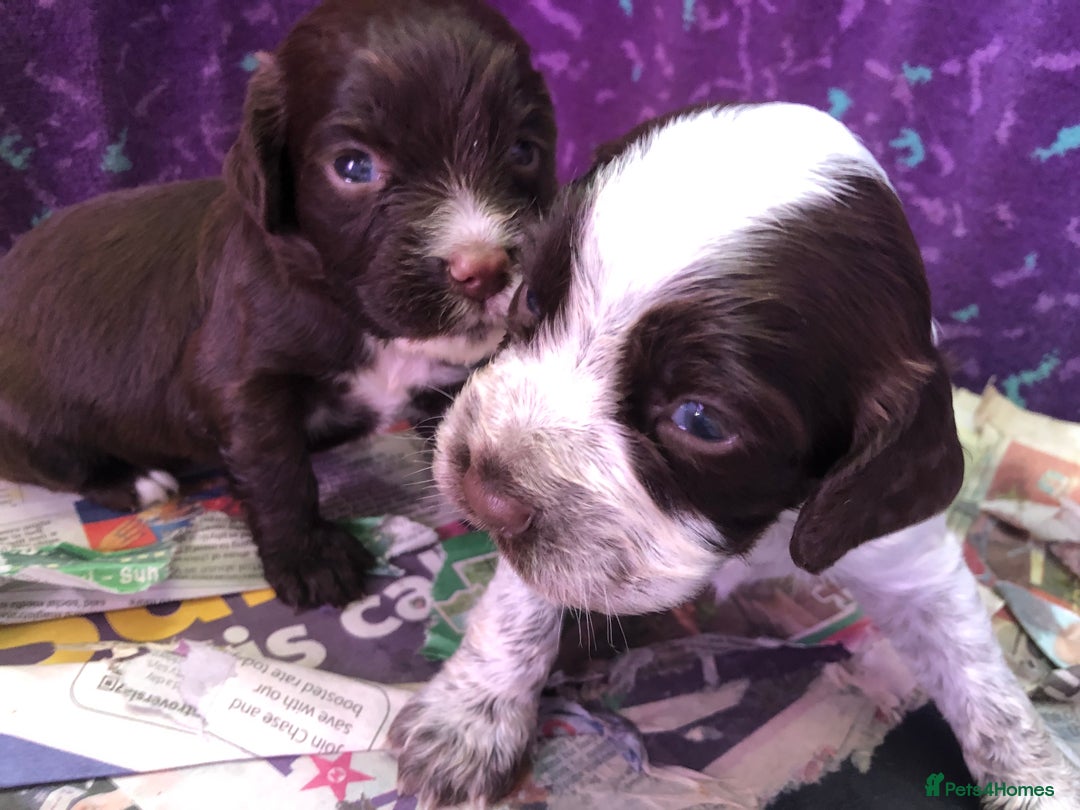 Cocker Spaniel dogs for sale: Gorgeous Working Cocker Spaniel puppies - Image 15