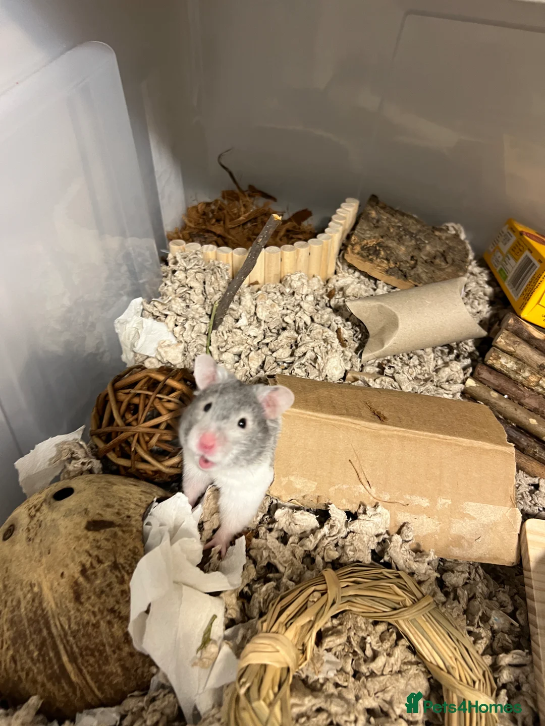 Hamster rodents for sale: Pebbles the hamster   in Preston - Advert 1