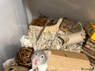 Hamster rodents Pebbles the hamster - Advert 3