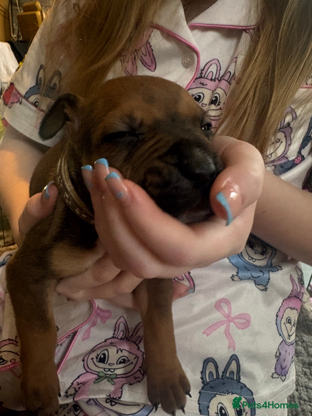 Mixed Breed dogs for sale: Staffy pups - Advert 17