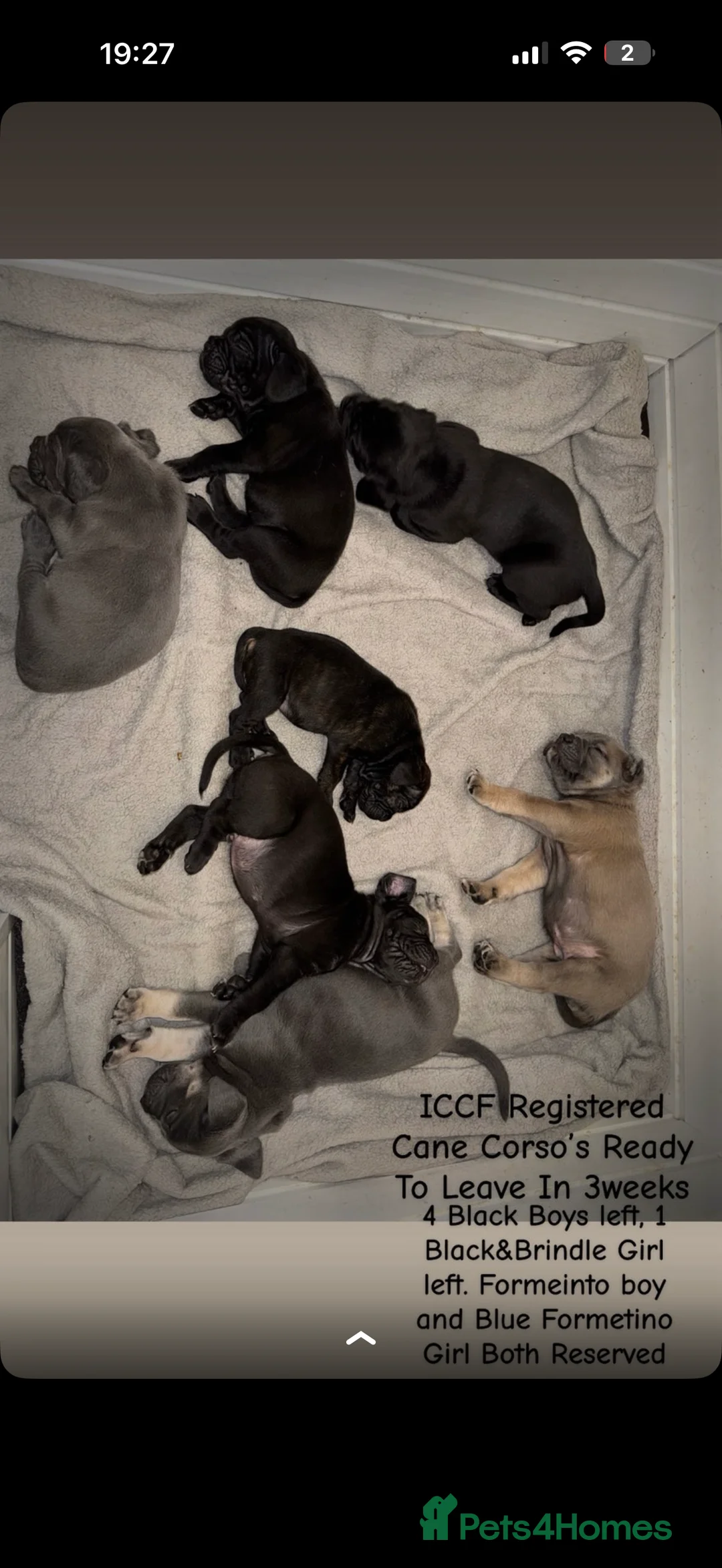 Cane Corso dogs for sale: Iccf cane corso  - Advert 1