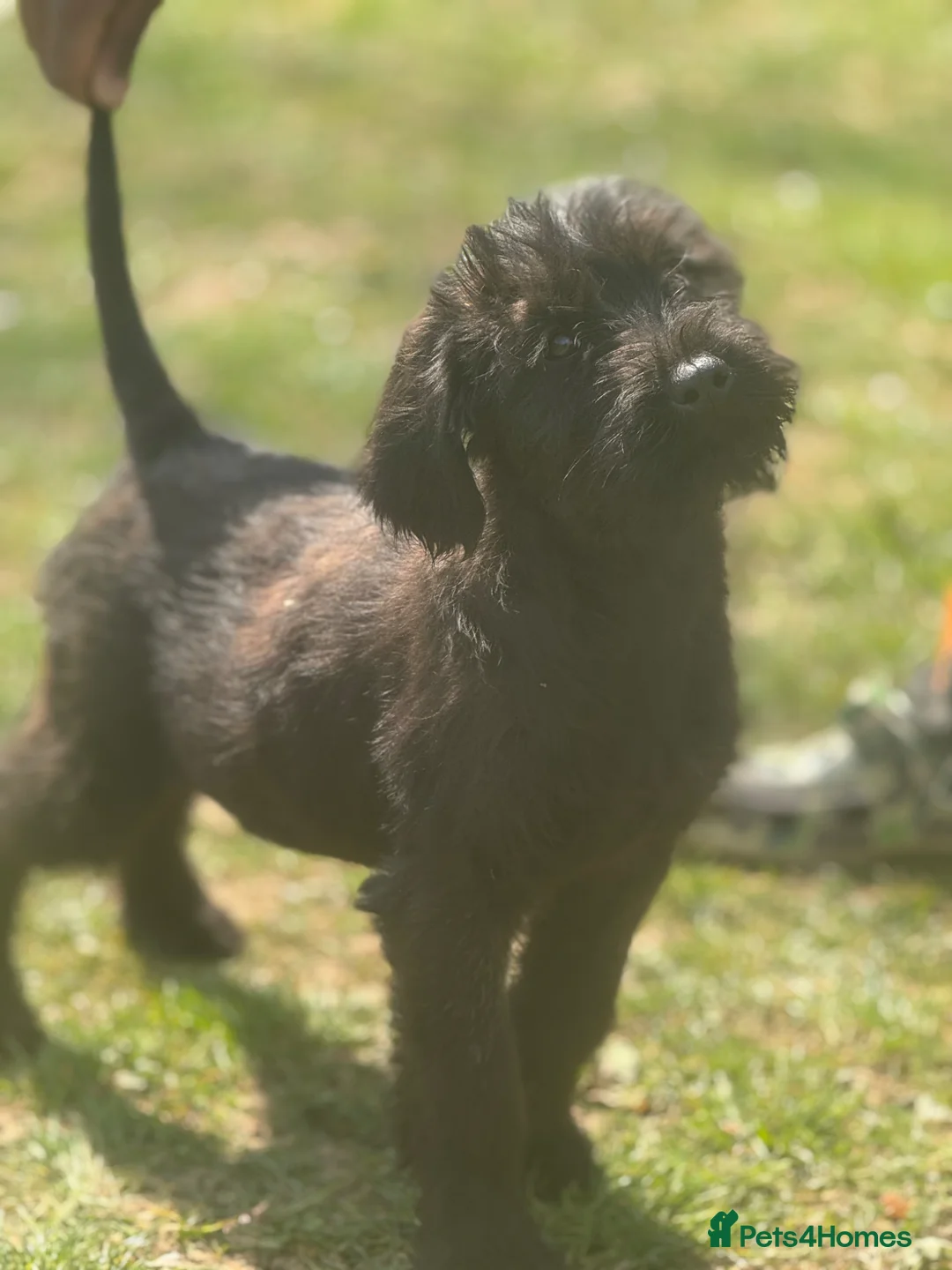 Giant Schnauzer dogs for sale: 2 beautiful KC registered Giant Schnauzer puppies in Gillingham - Advert 5