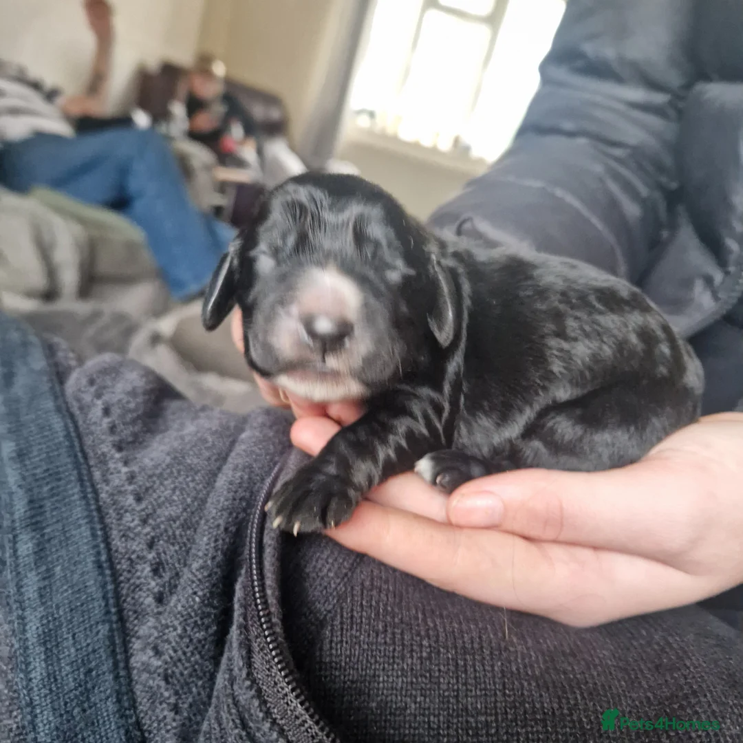 Sprocker dogs for sale: 3 BEAUTIFULL SPROCKERS FOR SALE! - Advert 13