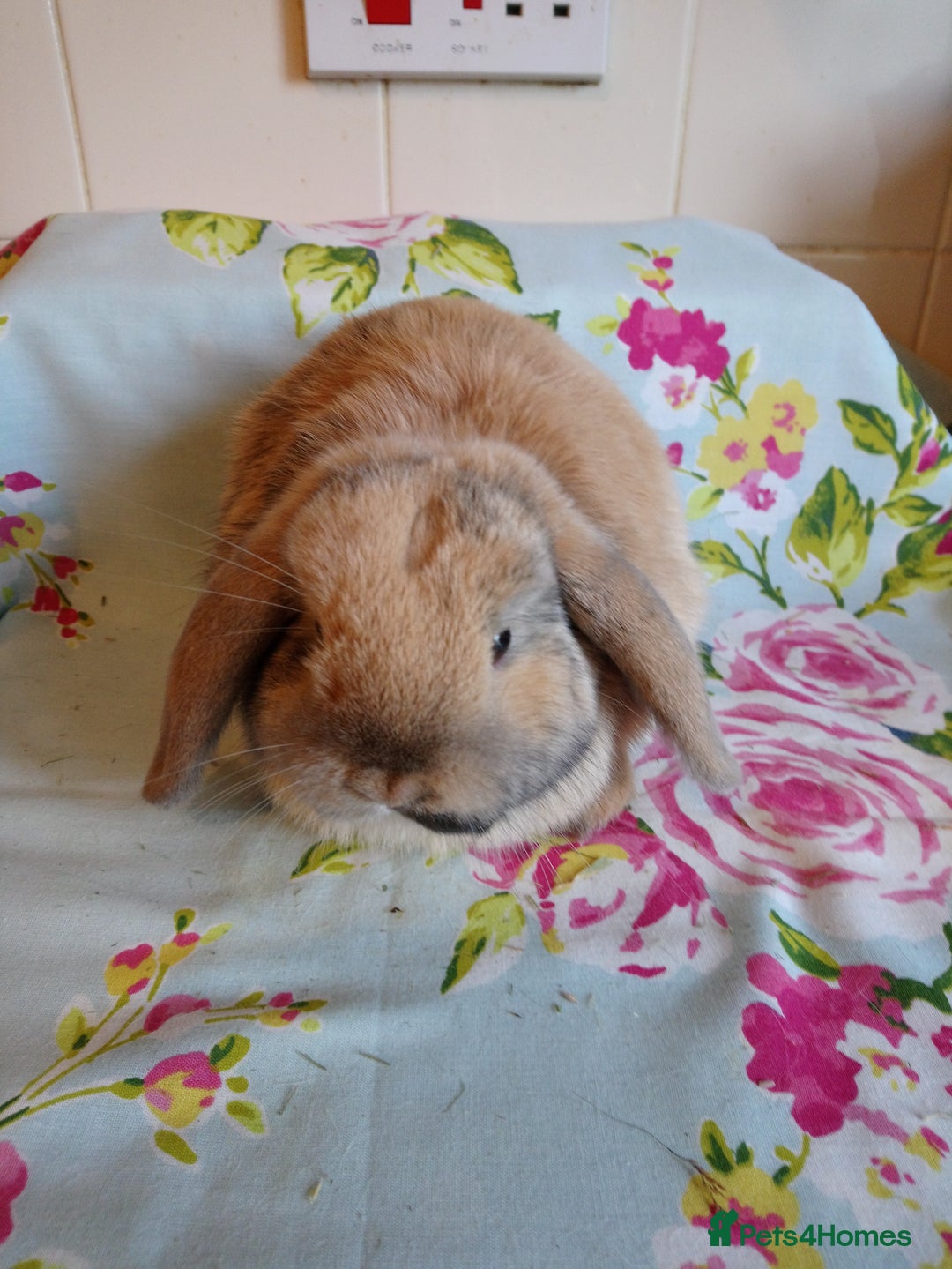 Mini Lop rabbits for sale: Pedigree Mini Lops - Advert 32