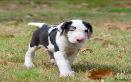 Great Dane dogs for sale:  Beautiful Great Dane Pups-Ready for Forever Homes - Image 8