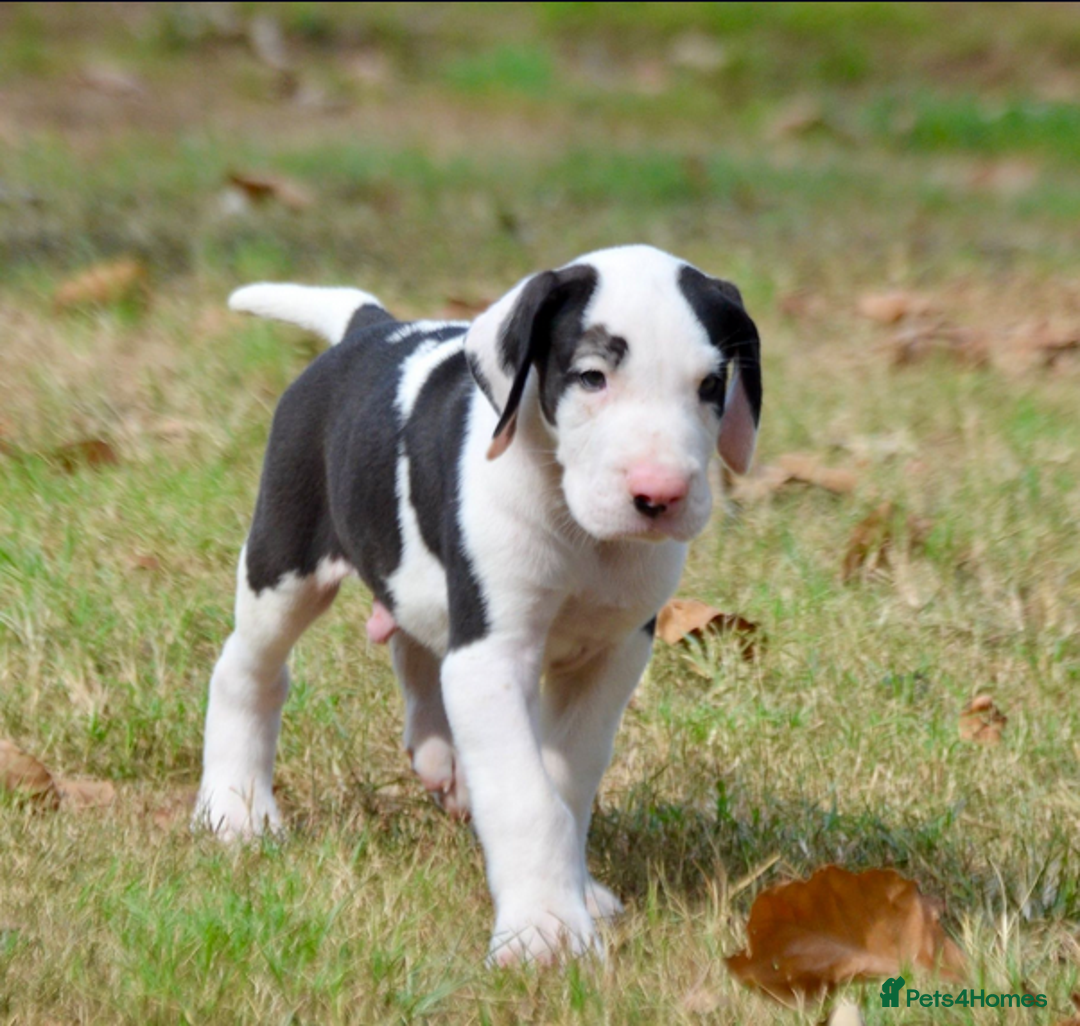 Great Dane dogs for sale:  Beautiful Great Dane Pups-Ready for Forever Homes - Image 8