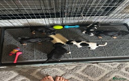 Jack Russell dogs for sale: Jack Russel puppies - Image 6