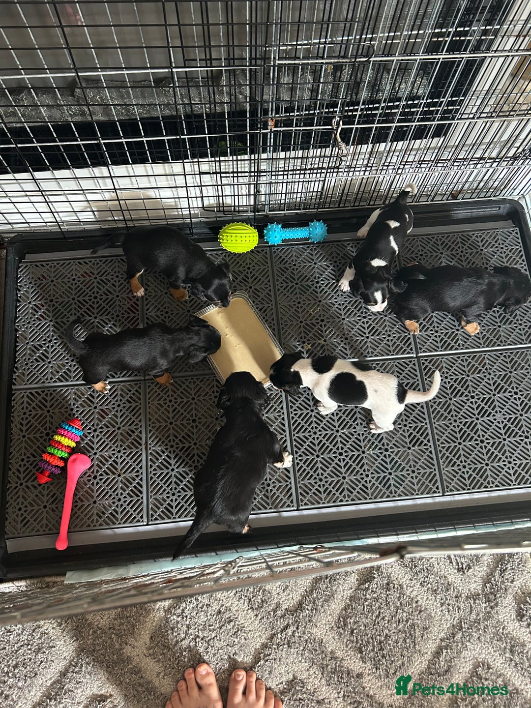 Jack Russell dogs for sale: Jack Russel puppies - Image 6