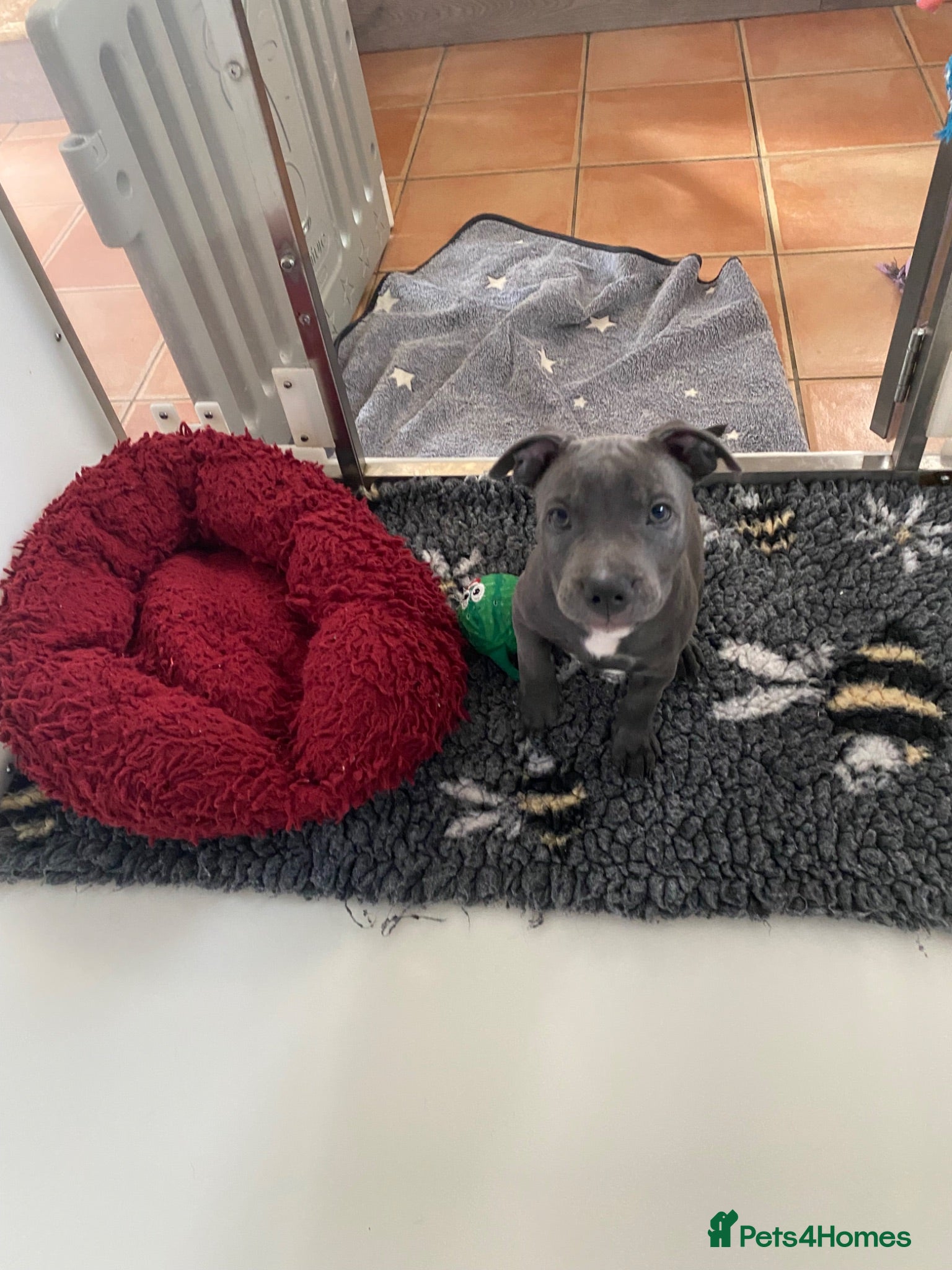 Staffordshire Bull Terrier dogs Last Boy Ready for his Forever Home ♥️ - Advert 1