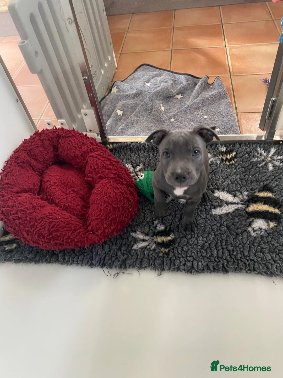 Staffordshire Bull Terrier dogs for sale: Last Boy Ready for his Forever Home ♥️ - Advert 1