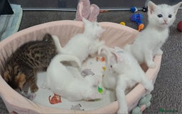 Mixed Breed cats for sale: 4 cute kittens up for sale - Image 37