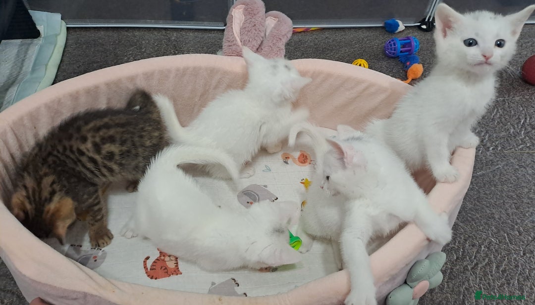 Mixed Breed cats for sale: 4 cute kittens up for sale - Image 37