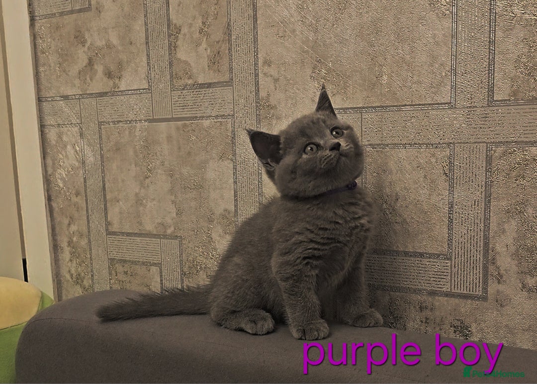 British Shorthair cats for sale: British Blue Shorthair kittens, GCCF pedigree - Image 23
