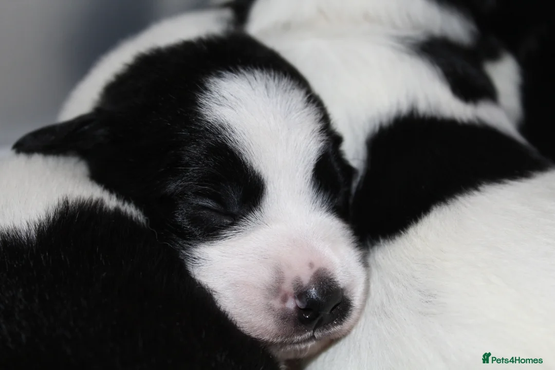 Sprollie dogs for sale: Intelligent & Affectionate Sprollie Puppies  - Advert 6