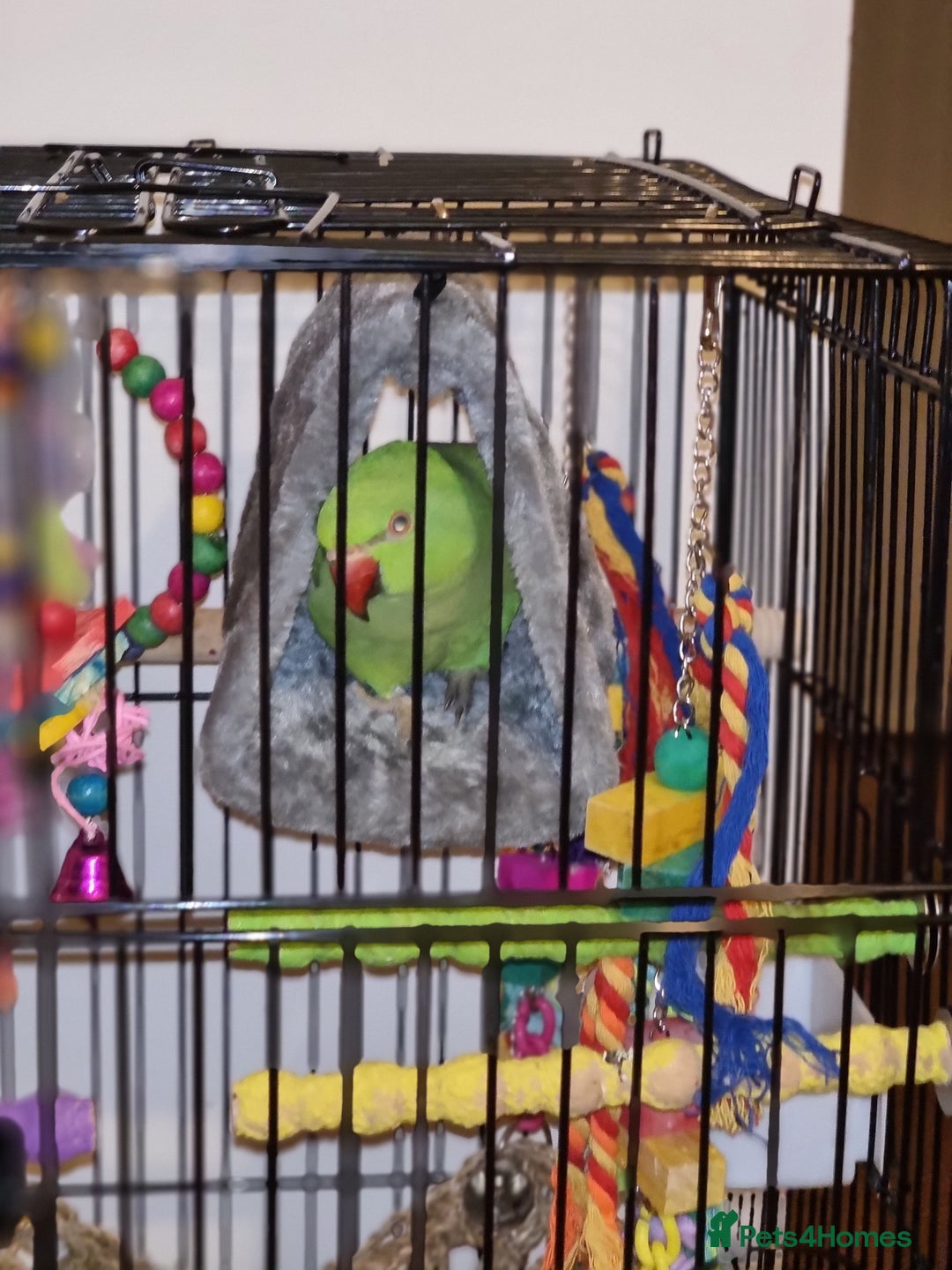 Parrots birds for sale: Indian Ringneck talking parrot + Cage + Toys - Advert 7
