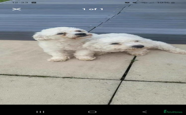 Maltese dogs - Advert 10