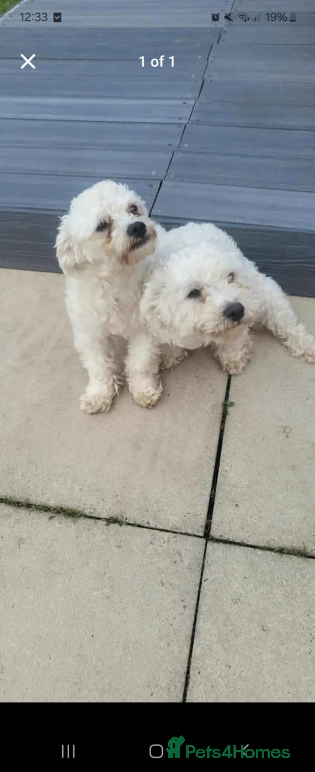Maltese dogs for sale: Maltese  - Image 1