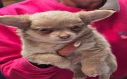 Chihuahua dogs for sale: Stunning long haired chihuahuas - Image 5
