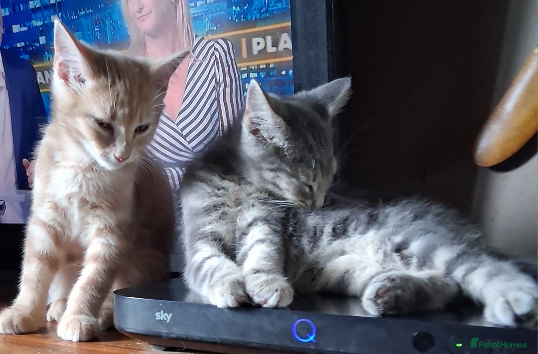 Mixed Breed cats for sale: Charming Cheeky Chunky  Bengal X Kittens. - Image 26