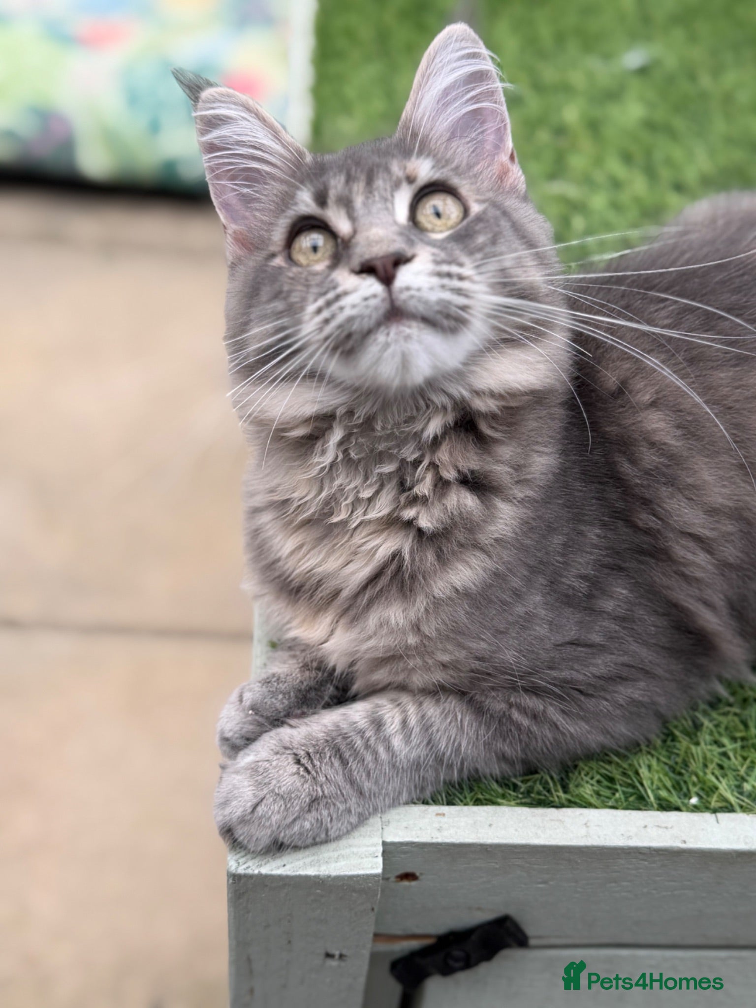 Maine Coon cats Last TICA registered girl Maine Coon - Advert 1