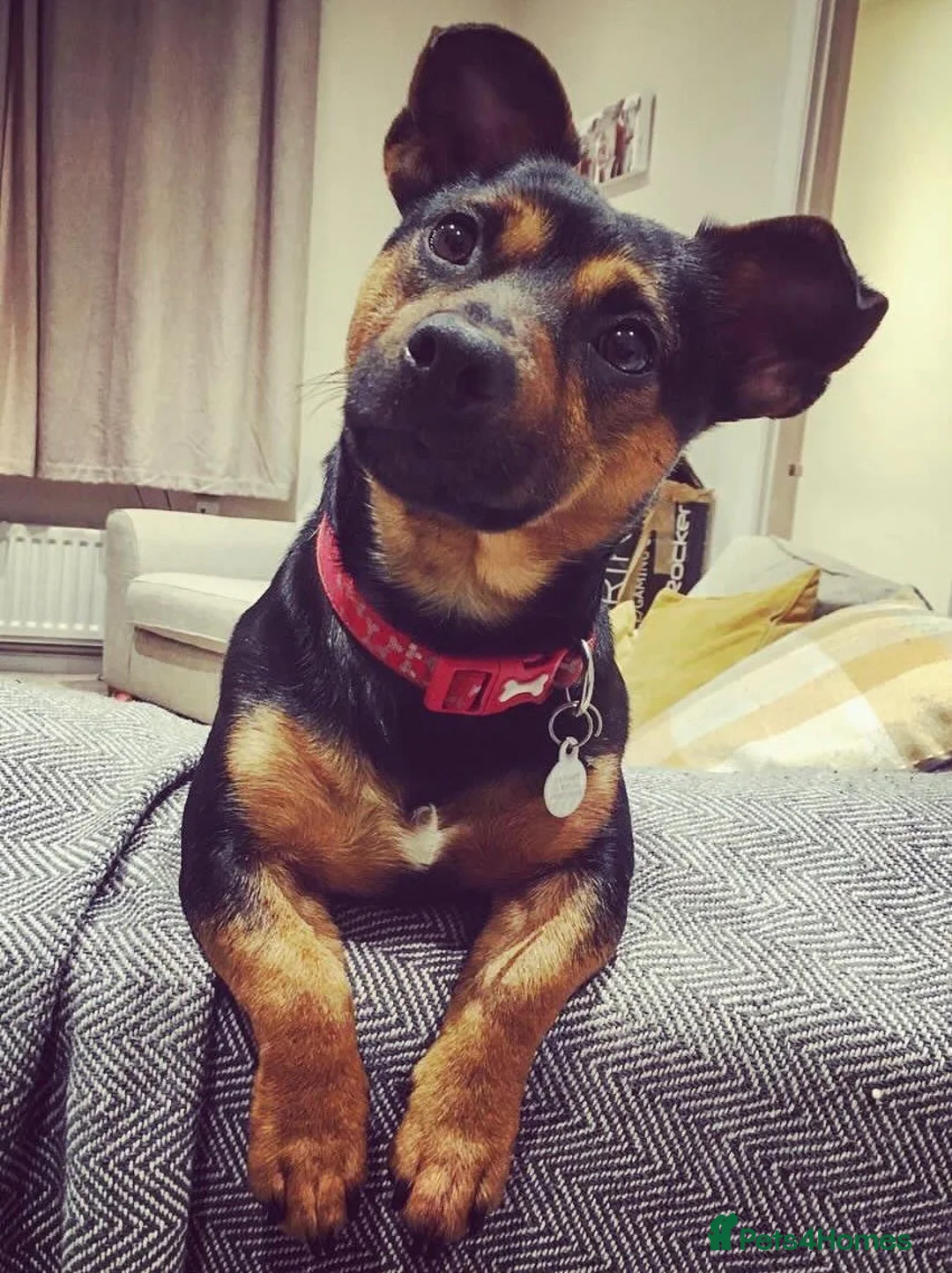 Jack Russell dogs for stud: Jack Russell available for stud in Shrewsbury - Advert 9