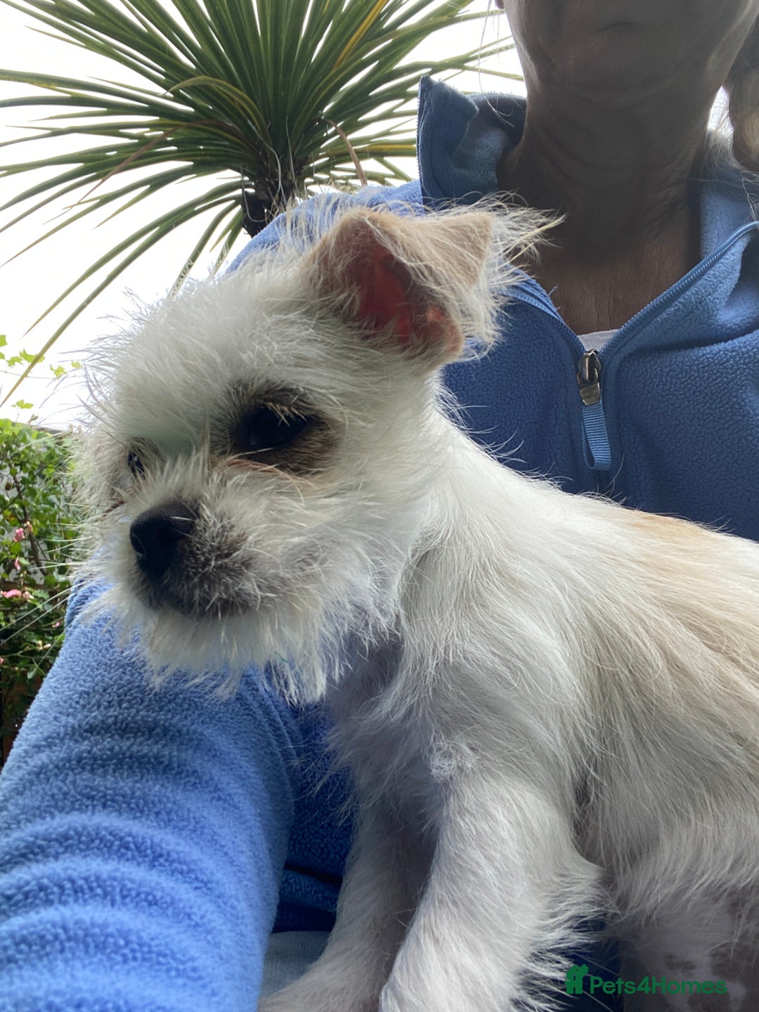 Mixed Breed dogs for sale: Beautiful playfull puppies ready now  - Image 3
