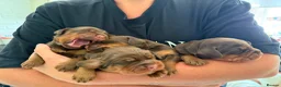 Sprocker dogs for sale: Beautiful Sprocker puppies  - Advert 2
