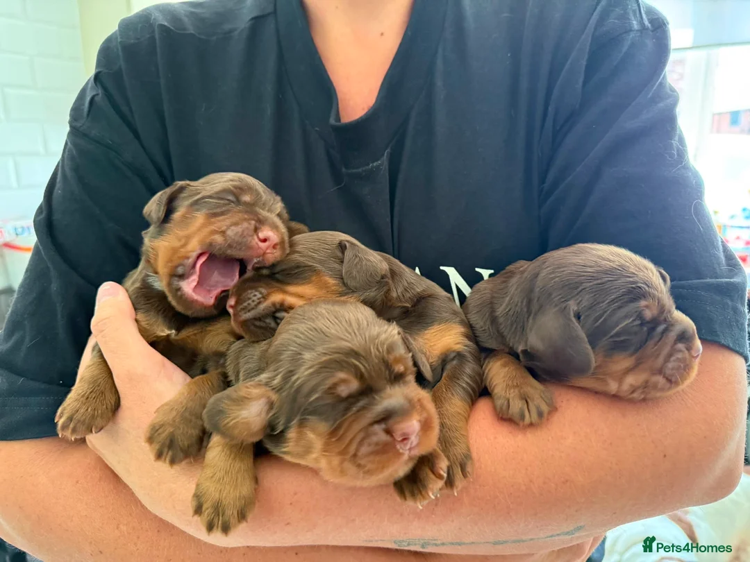 Sprocker dogs for sale: Beautiful Sprocker puppies  - Advert 2