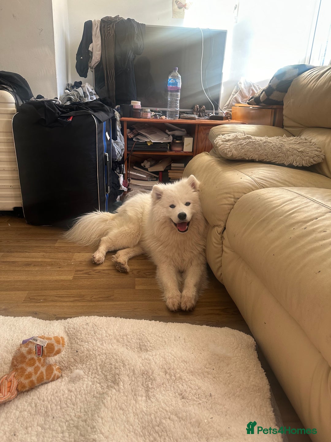 Samoyed dogs for sale: URGENT: 1-Year-Old Dog Needs Home in 7 Days - Advert 2
