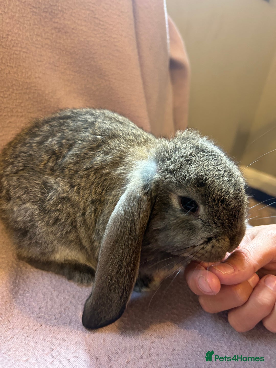 French Lop rabbits for sale: Beautiful French lop babies  - Image 6