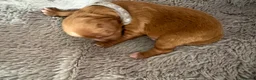 Cavapoo dogs for sale: 🧸⭐ F1 Health tested Cavapoos⭐🧸 - Advert 5