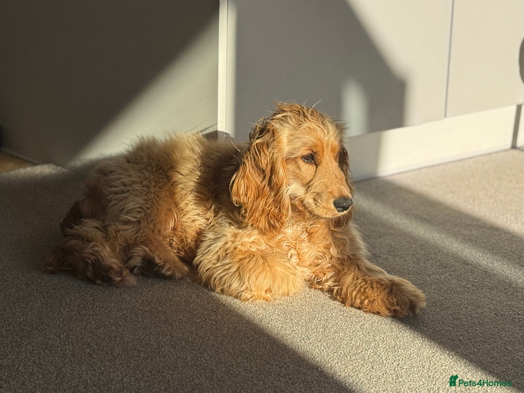 Cocker Spaniel dogs for sale: Beautiful male show cocker spaniel  - Image 4