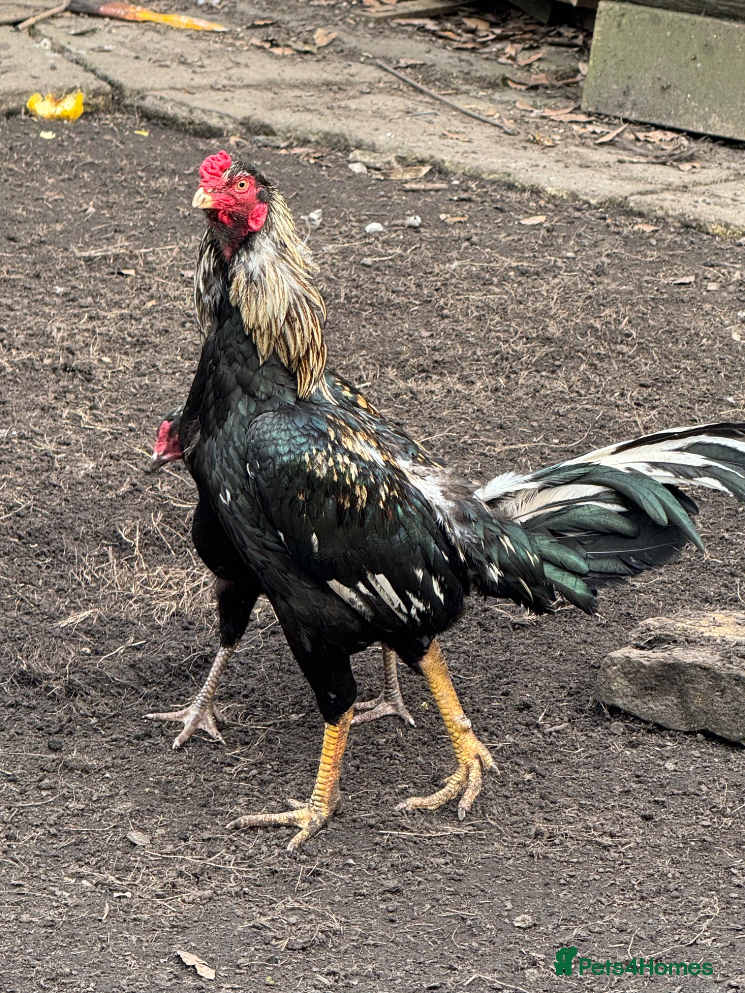 Chickens poultry Aseel Eggs - Eating/Hatching Heavyweight Bloodline - Advert 2