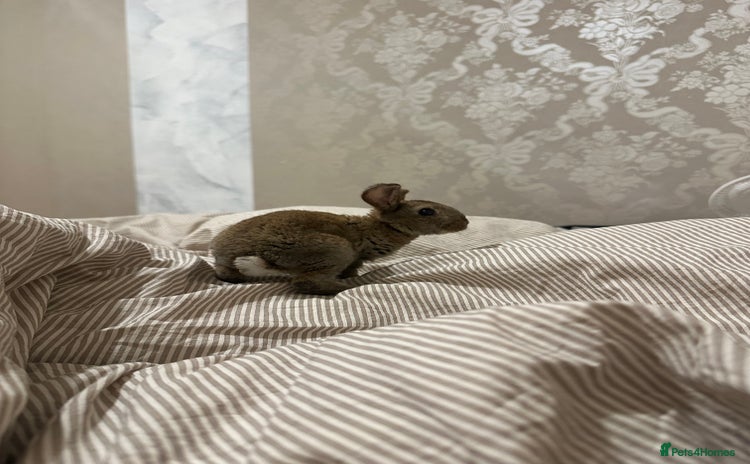 English Lop rabbits - Advert 2