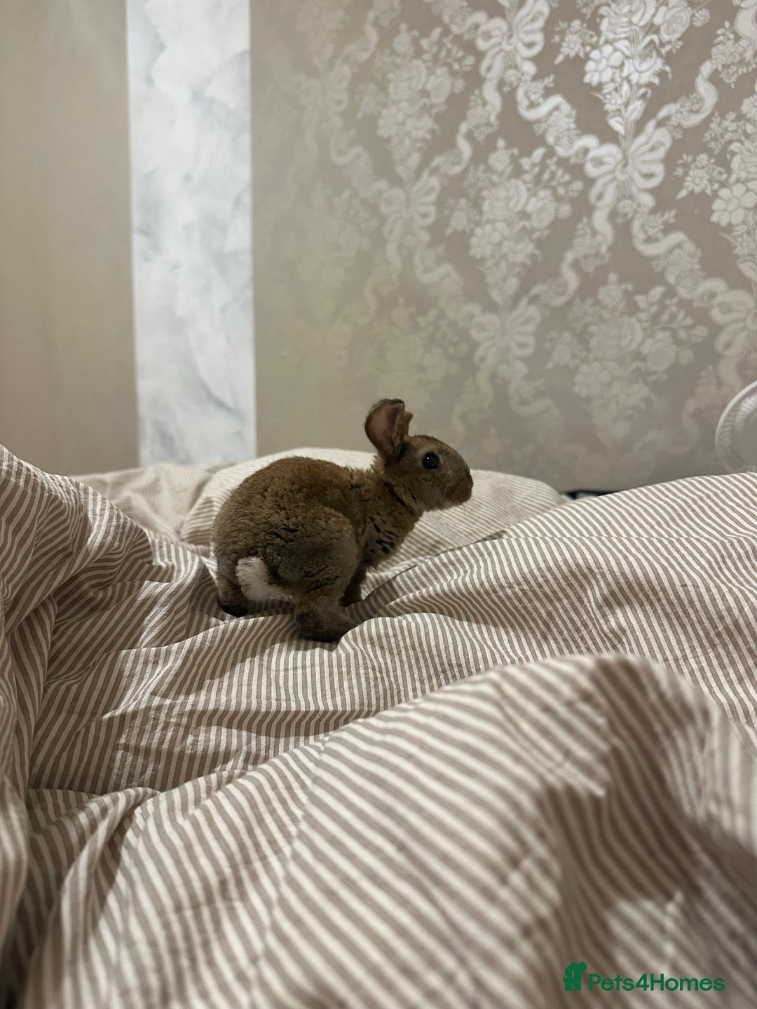 English Lop rabbits for sale: Two female rabbits  - Image 1