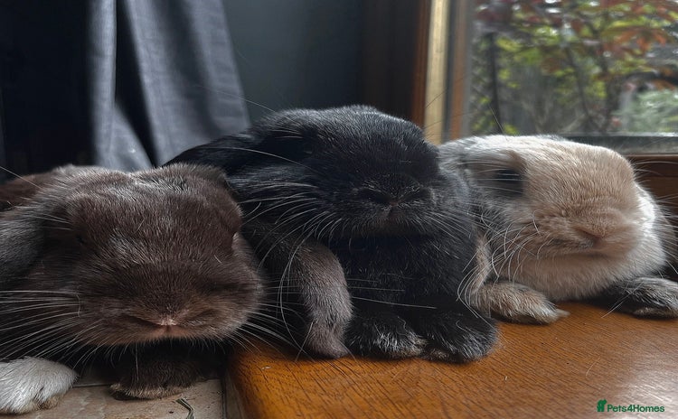 Mini Lop rabbits - Advert 11