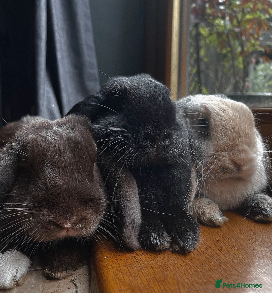 Mini Lop rabbits for sale: Mini lop sibling trio  - Image 1