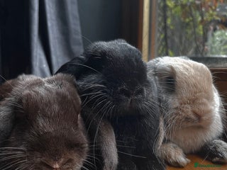 Mini Lop rabbits - Advert 30