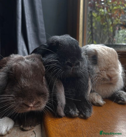 Mini Lop rabbits - Advert 6