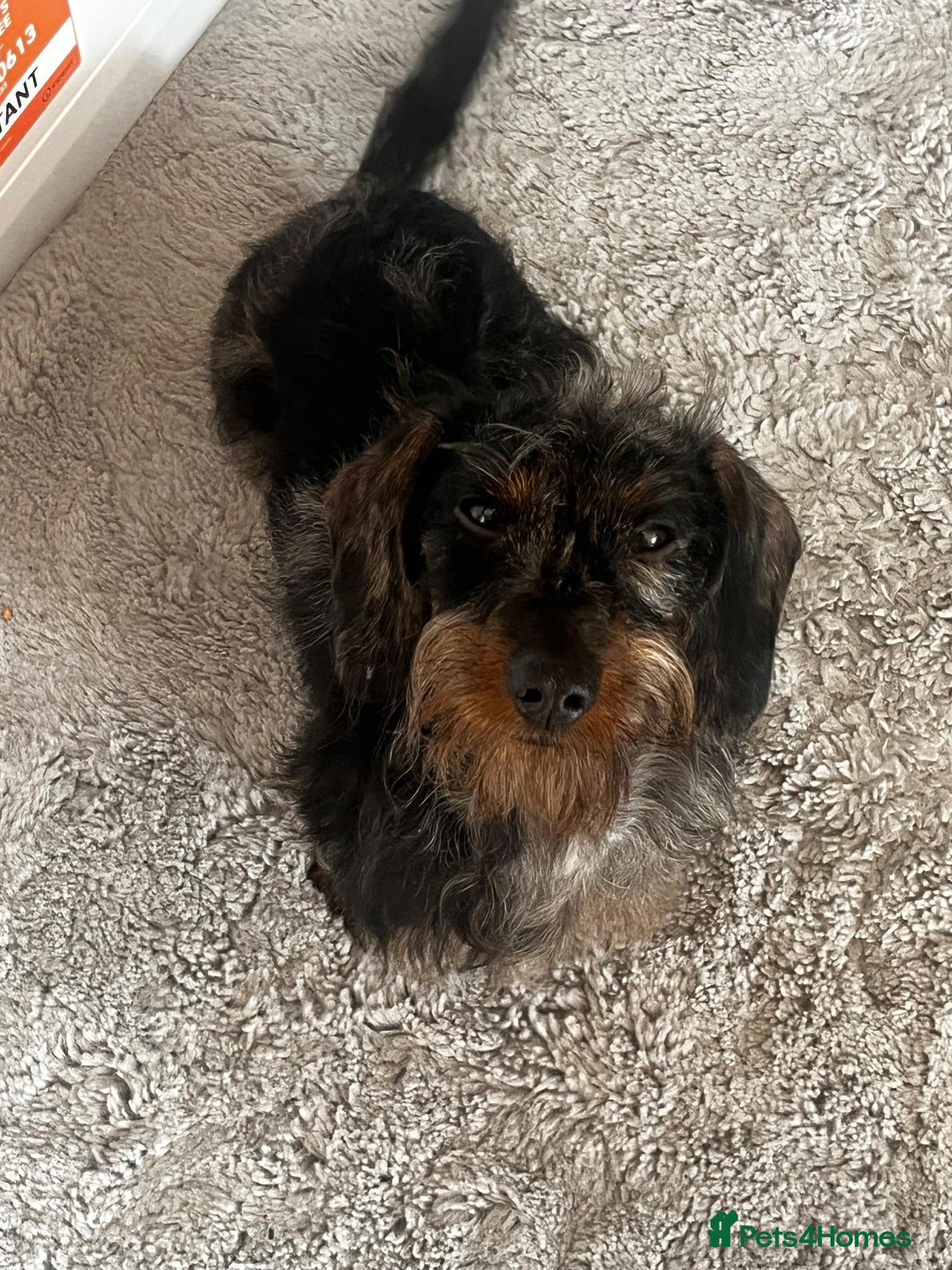Miniature Dachshund dogs Loving 8Mo DaxiePuppy Looking for His Forever Home - Advert 6